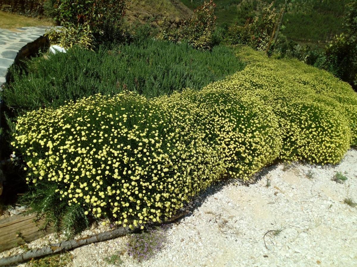 Montes da Senhora Refugio Do Raposo/Casa Denebヴィラ エクステリア 写真